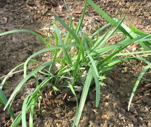 Our Herb Garden